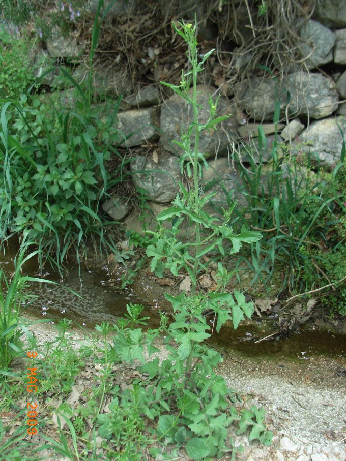 Sisymbrium cfr. officinale